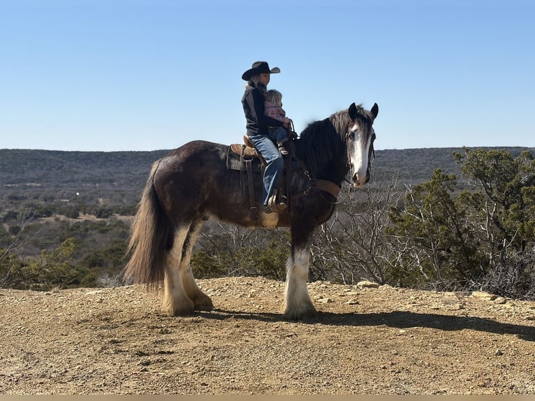 Drúm horse Caballo castrado 6 años 183 cm Sabino in Weatherford