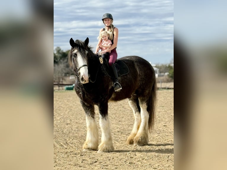 Drúm horse Caballo castrado 6 años 183 cm Sabino in Weatherford