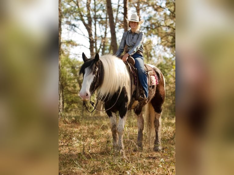 Drúm horse Caballo castrado 7 años 173 cm in Huntsville, TX