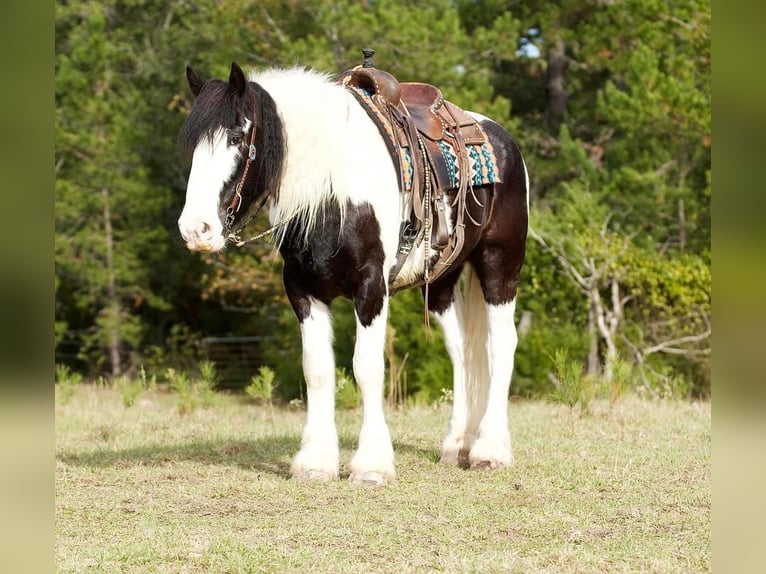 Drúm horse Caballo castrado 7 años 173 cm in Huntsville, TX