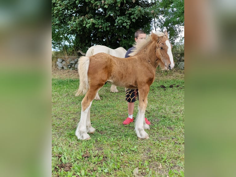 Drum-Horse Étalon 1 Année 160 cm Bai cerise in Ringsted