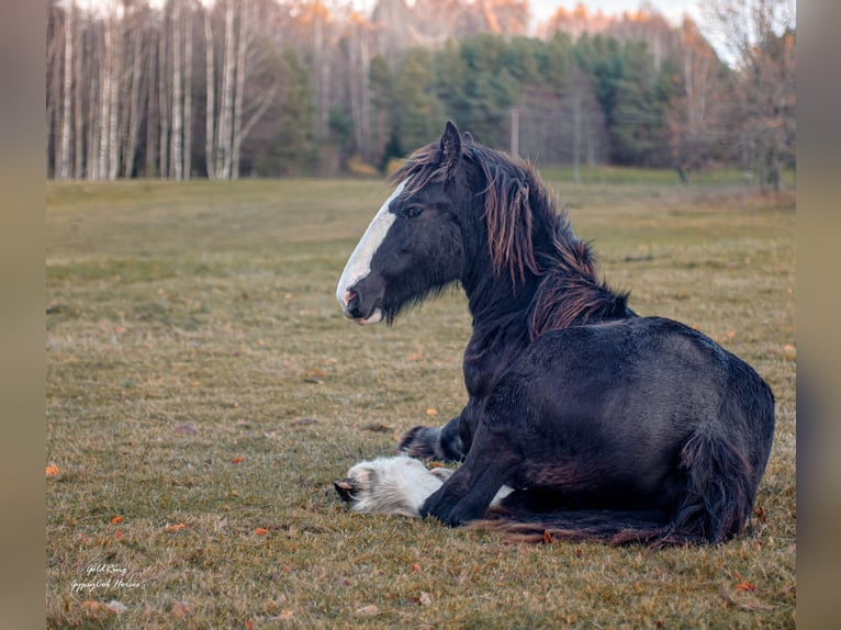 Drum-Horse Étalon 1 Année 170 cm Noir in Cēsis