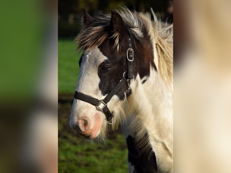 Drum-Horse Étalon Poulain (04/2025) 160 cm Pinto in Oldeholtwolde