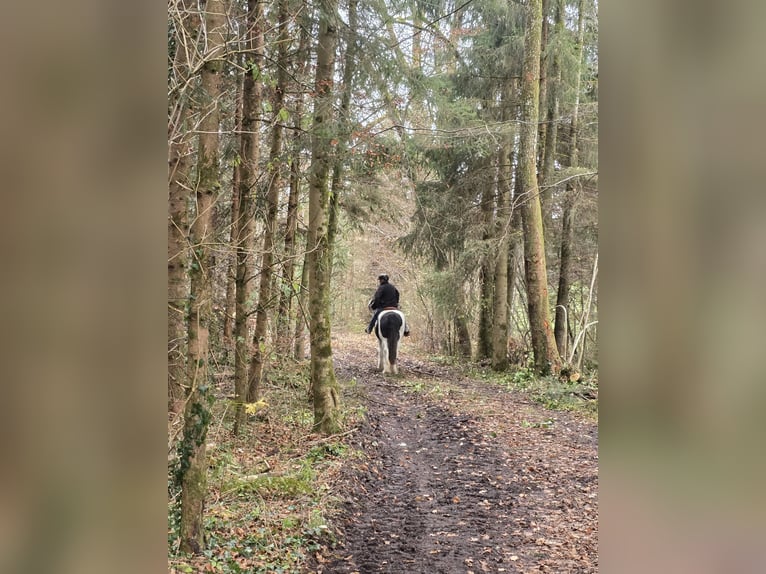 Drum Horse Gelding 19 years 16.2 hh Pinto in Amtzell