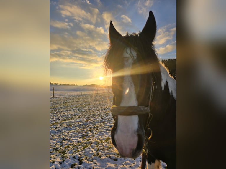 Drum Horse Gelding 19 years 16.2 hh Pinto in Amtzell
