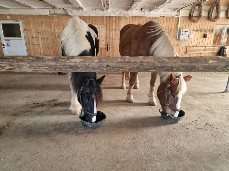Drum Horse Gelding 19 years 16,2 hh Pinto in Amtzell