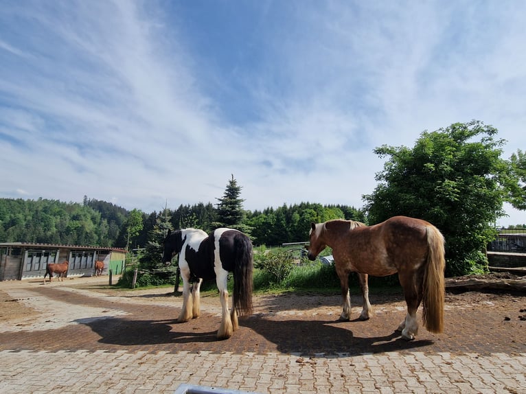 Drum Horse Gelding 19 years 16,2 hh Pinto in Amtzell
