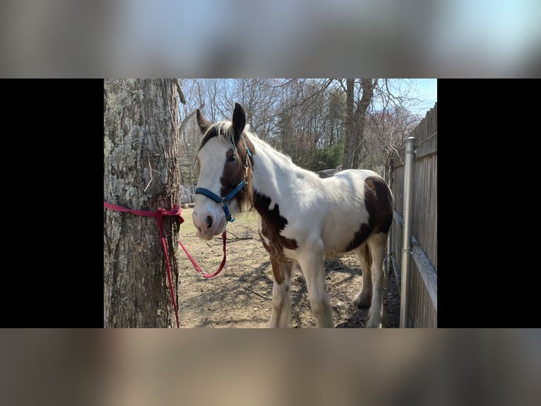 Drum Horse Gelding 2 years 15 hh Tobiano-all-colors in Rehoboth