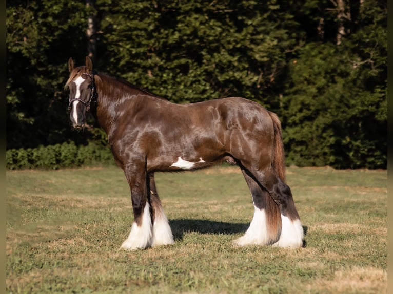 Drum Horse Gelding 4 years 16 hh Smoky-Black in Marble Hill