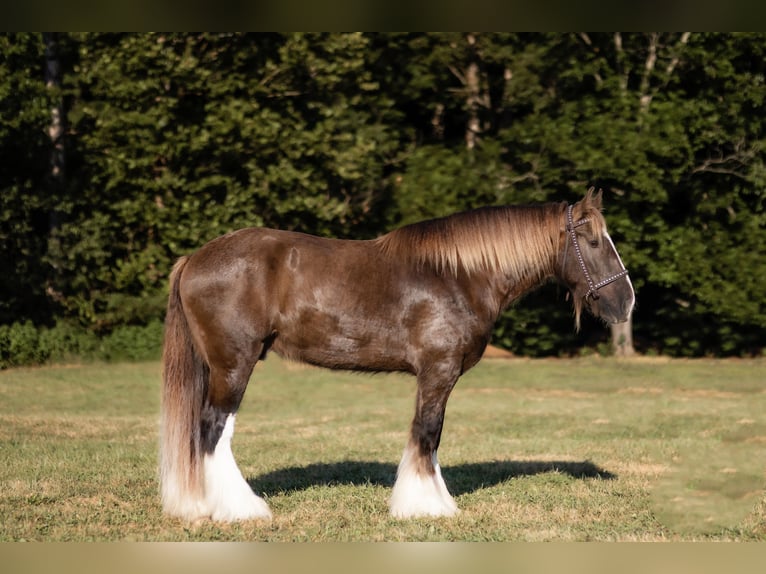 Drum Horse Gelding 4 years 16 hh Smoky-Black in Marble Hill