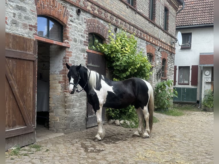 Drum Horse Mix Gelding 4 years 17 hh Pinto in Schkeuditz