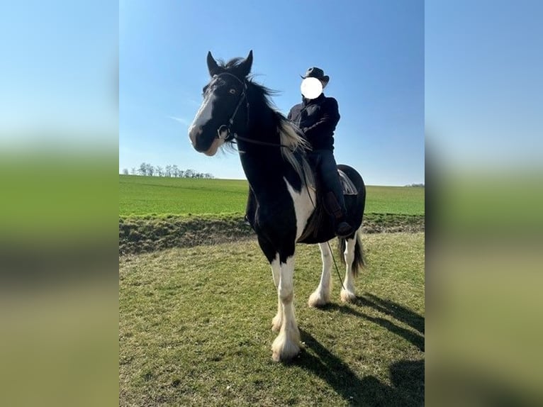 Drum Horse Gelding 4 years 17 hh Pinto in Bad Lauchstädt