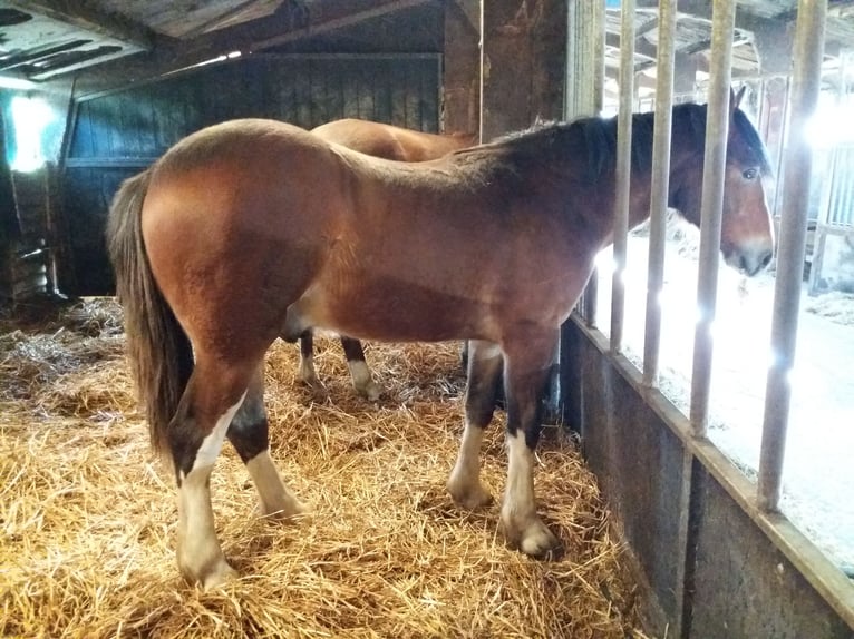 Drum Horse Gelding 5 years 15,3 hh Brown in Queaux