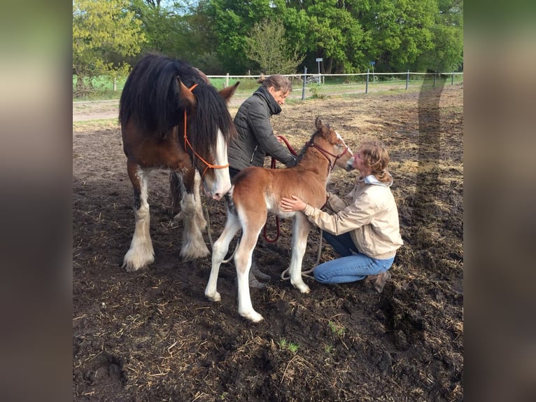 Drum Horse Gelding 5 years 15,3 hh Brown in Queaux