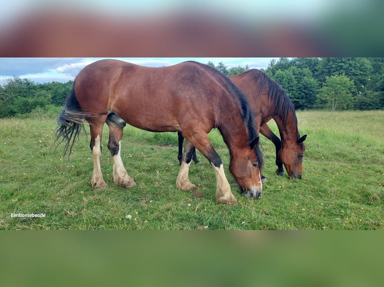 Drum Horse Gelding 5 years 15,3 hh Brown in Queaux