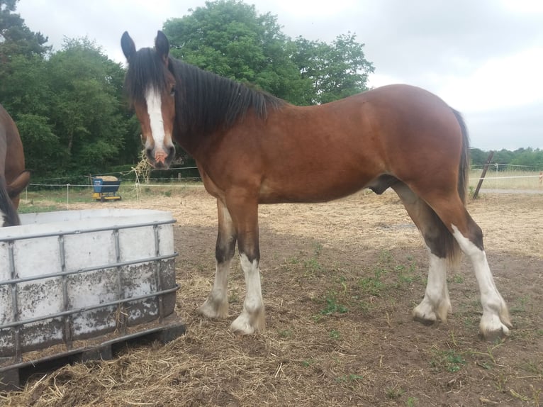 Drum Horse Gelding 5 years 15,3 hh Brown in Queaux