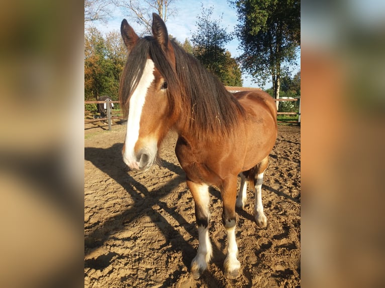 Drum Horse Gelding 5 years 15,3 hh Brown in Queaux