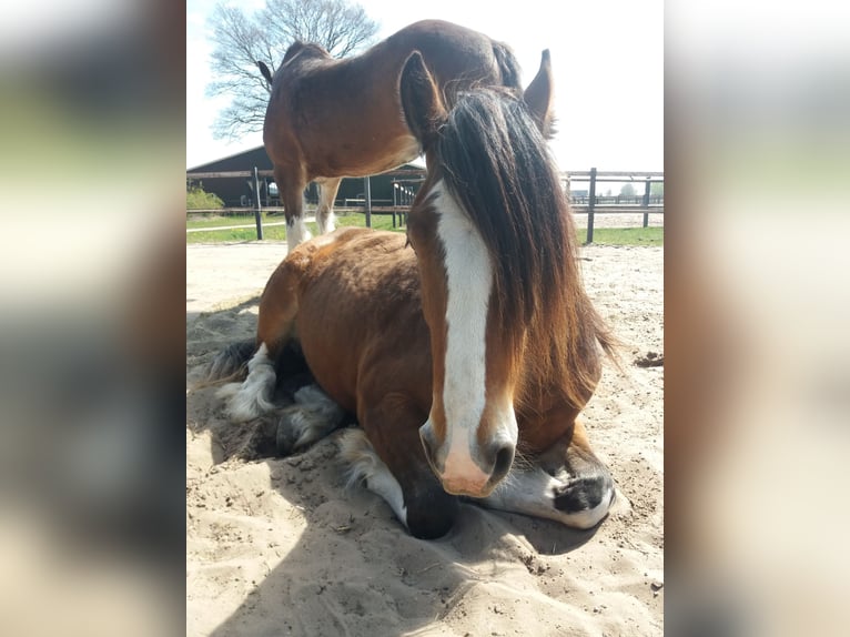 Drum Horse Gelding 5 years 15,3 hh Brown in Queaux