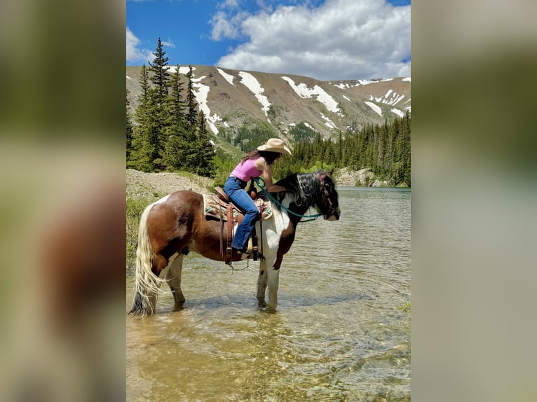 Drum Horse Gelding 6 years 15,3 hh Tobiano-all-colors in Fairplay, CO