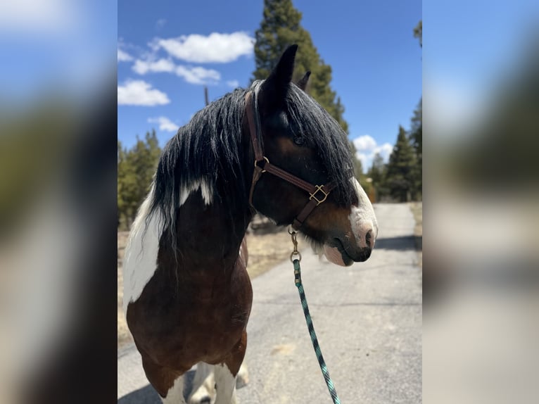 Drum Horse Gelding 6 years 15,3 hh Tobiano-all-colors in Fairplay, CO