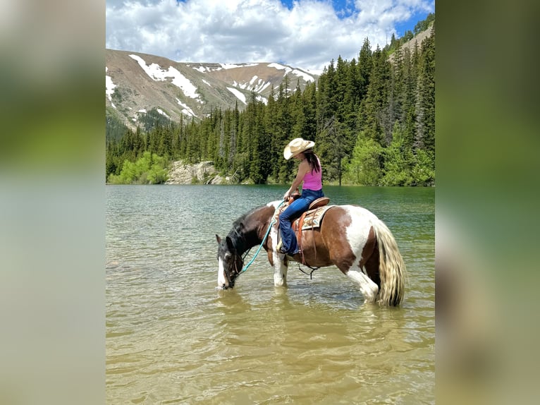 Drum Horse Gelding 6 years 15,3 hh Tobiano-all-colors in Fairplay, CO