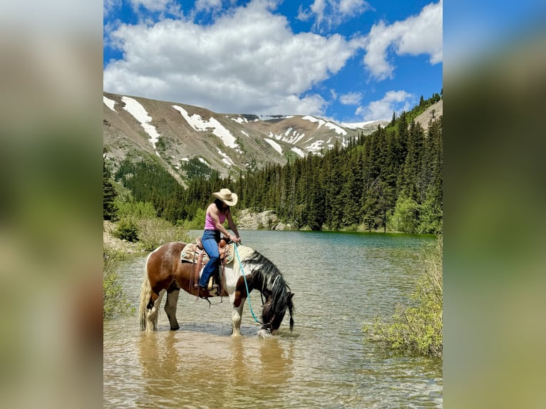 Drum Horse Gelding 6 years 15,3 hh Tobiano-all-colors in Fairplay, CO