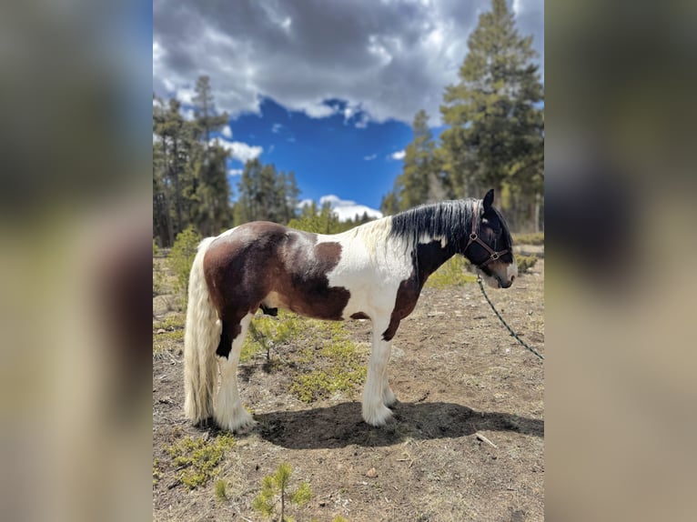 Drum Horse Gelding 6 years 15,3 hh Tobiano-all-colors in Fairplay, CO