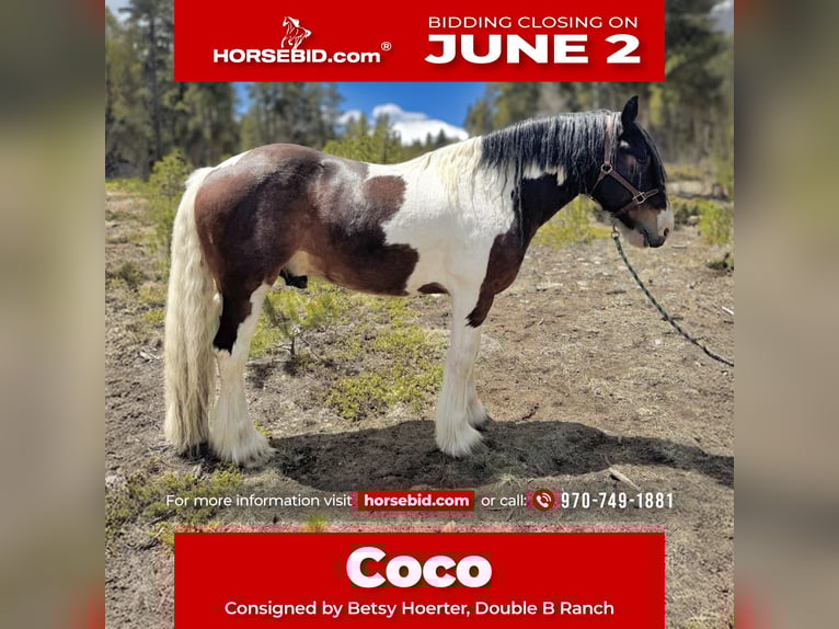 Drum Horse Gelding 6 years 15,3 hh Tobiano-all-colors in Fairplay, CO