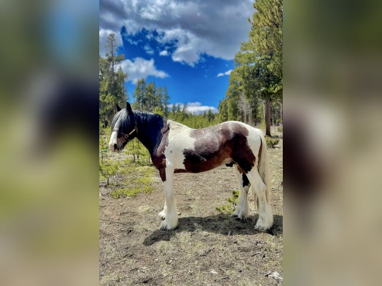 Drum Horse Gelding 6 years 15,3 hh Tobiano-all-colors in Fairplay, CO
