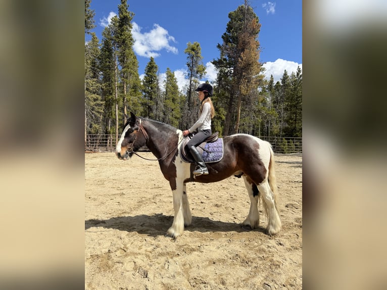 Drum Horse Gelding 6 years 15,3 hh Tobiano-all-colors in Fairplay, CO