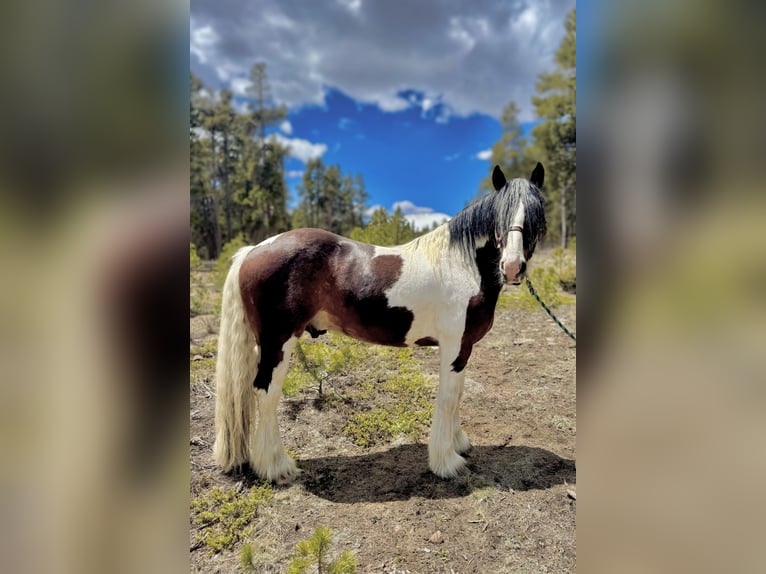 Drum Horse Gelding 6 years 15,3 hh Tobiano-all-colors in Fairplay, CO