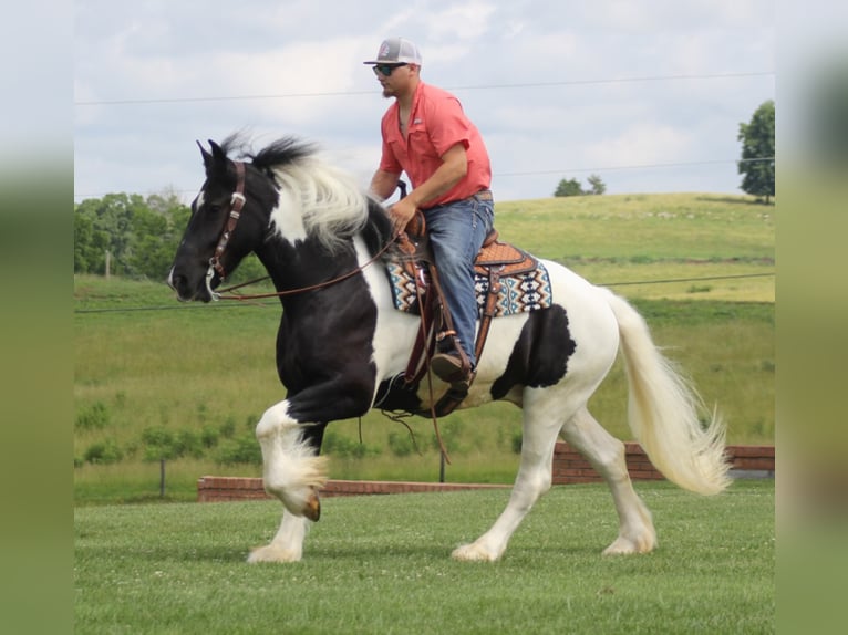 Drum Horse Gelding 6 years 16 hh Tobiano-all-colors in Whitley city KY