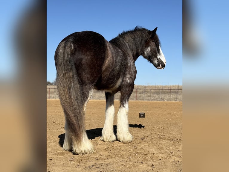 Drum Horse Gelding 6 years 18 hh Sabino in Weatherford