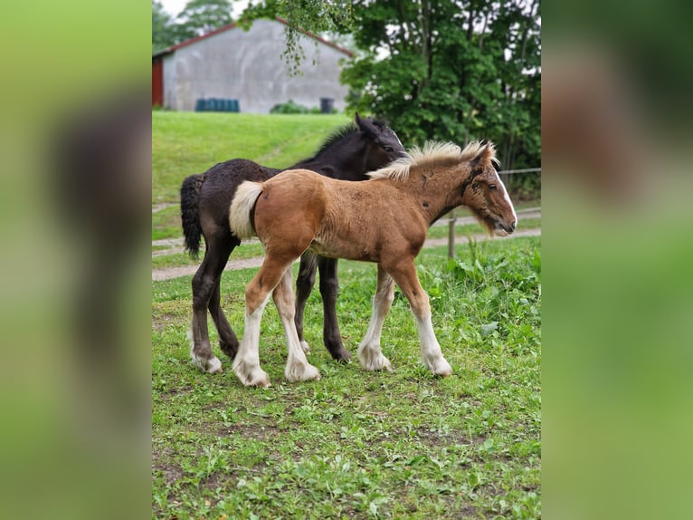 Drum Horse Hengst 1 Jaar 160 cm Roodbruin in Ringsted