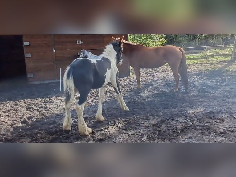 Drum-Horse Hengst 1 Jahr 143 cm in Rathenow