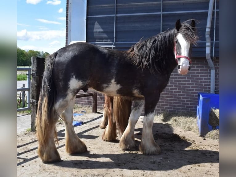 Drum-Horse Hengst 1 Jahr 160 cm Schecke in Oldeholtwolde