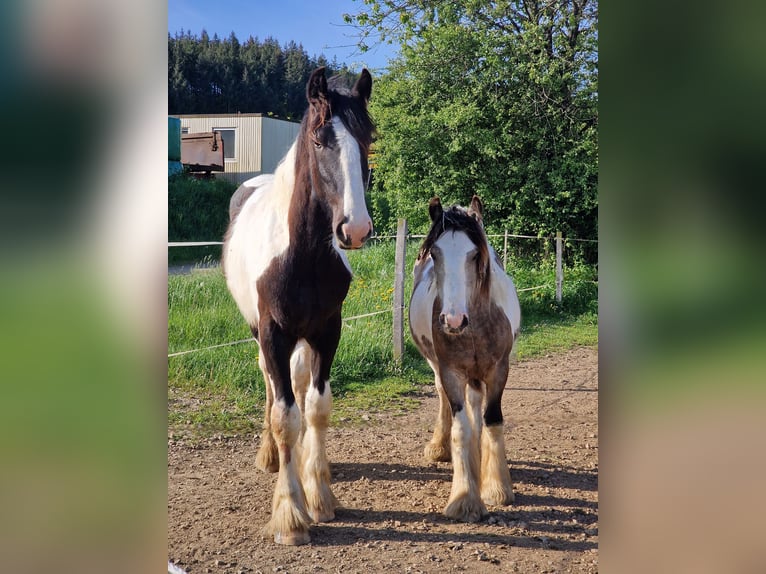 Drum-Horse Hengst 1 Jahr 185 cm Schecke in Daleiden
