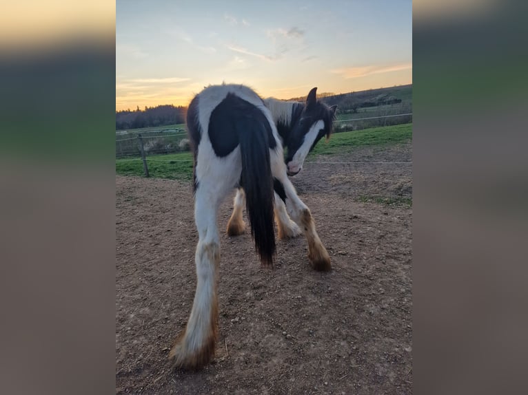 Drum-Horse Hengst 1 Jahr 185 cm Schecke in Daleiden