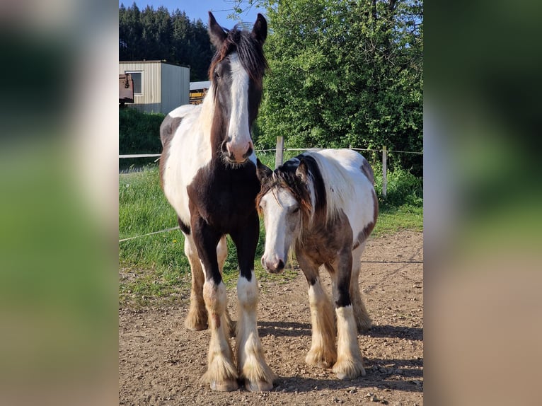 Drum-Horse Hengst 1 Jahr 185 cm Schecke in Daleiden