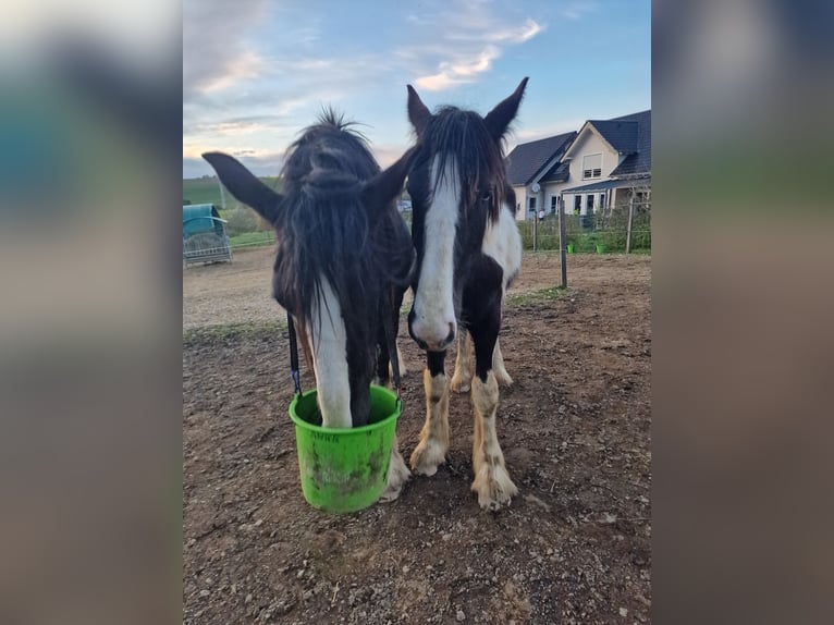 Drum-Horse Hengst 1 Jahr 185 cm Schecke in Daleiden