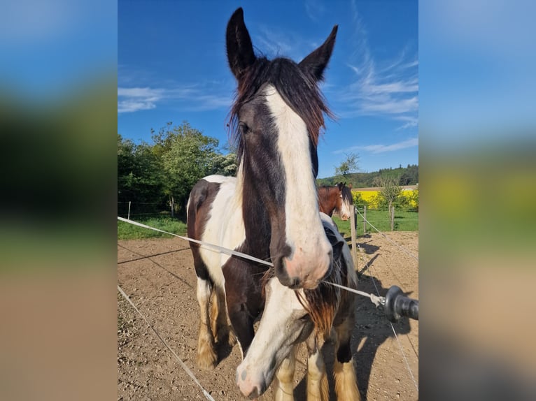 Drum-Horse Hengst 1 Jahr 185 cm Schecke in Daleiden