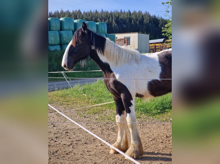 Drum-Horse Hengst 1 Jahr 185 cm Schecke in Daleiden