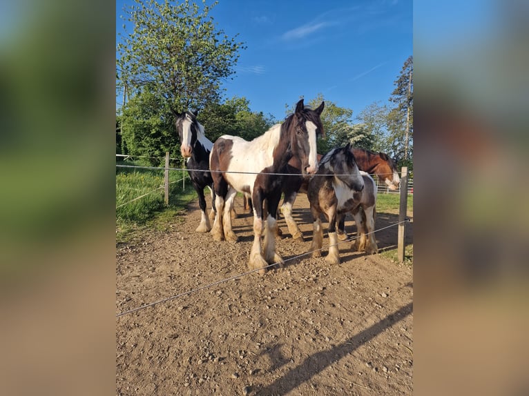 Drum-Horse Hengst 1 Jahr 185 cm Schecke in Daleiden