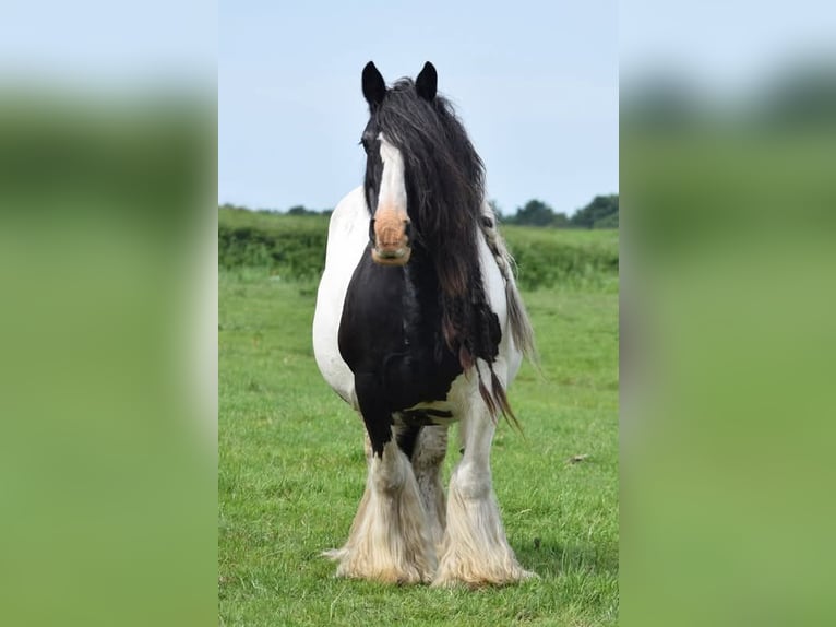 Drum-Horse Hengst Fohlen (04/2025) 160 cm Schecke in Oldeholtwolde