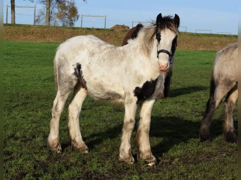 Drum-Horse Hengst Fohlen (04/2025) 160 cm Schecke in Oldeholtwolde