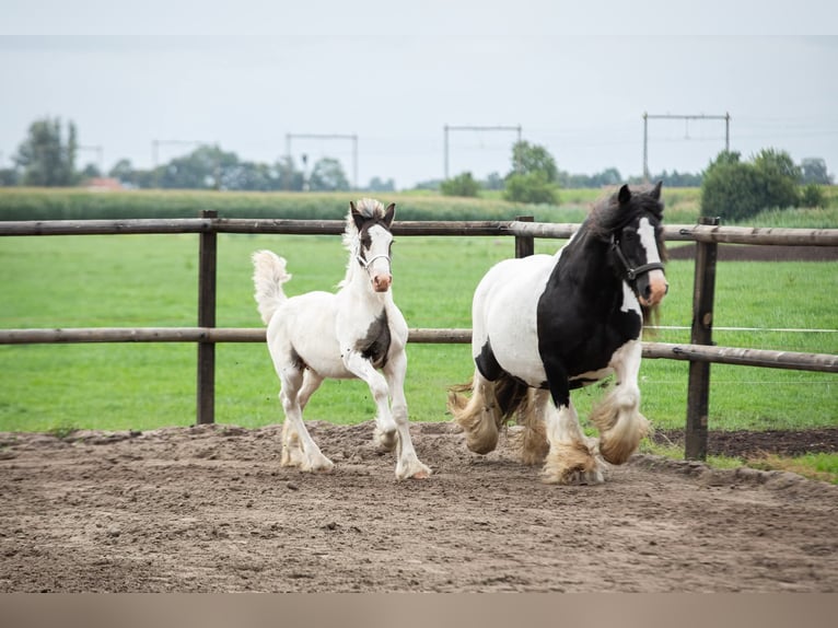 Drum Horse Hengst Veulen (04/2025) 160 cm Gevlekt-paard in Oldeholtwolde