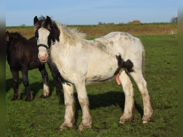 Drum Horse Hengst Veulen (04/2025) 160 cm Gevlekt-paard in Oldeholtwolde