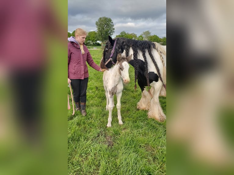 Drum Horse Hengst Veulen (04/2025) 160 cm Gevlekt-paard in Oldeholtwolde
