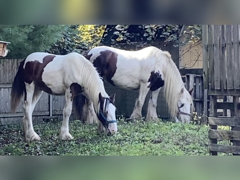 Drum-Horse Hongre 2 Ans 152 cm Tobiano-toutes couleurs in Rehoboth