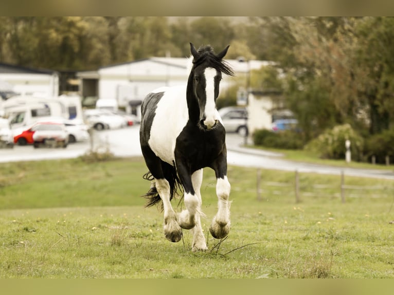 Drum-Horse Hongre 2 Ans 170 cm Pinto in Daleiden